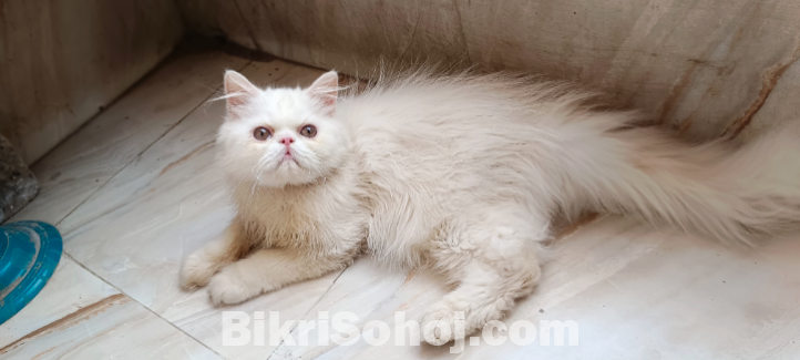 Punch face male and female kitten